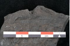 Foto (Detailansicht) von Taeniopteris pseudosimplex Ettingshausen (NHMW-GEO-2024-0188-10294)